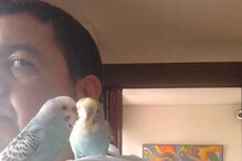 leitores, CM, fotografias, animais, Eu Repórter CM, férias