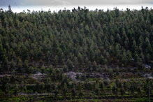 Arouca, S. Pedro do Sul, ambiente, florestas, incêndios, eucalipto, fogo