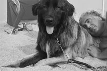 leitores, CM, fotografias, animais, Eu Repórter CM, férias