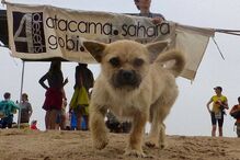 Dion Leonard, China, ultramaratona, Gobi