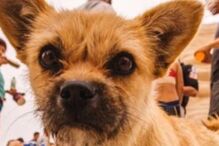 Dion Leonard, China, ultramaratona, Gobi