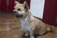 Dion Leonard, China, ultramaratona, Gobi