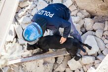 Itália, cães, sismo, procura, sobreviventes