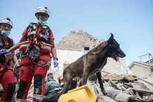 Itália, cães, sismo, procura, sobreviventes
