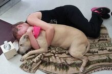 Hannah, cadela, animal, morte, doente, EUA