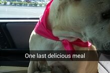 Hannah, cadela, animal, morte, doente, EUA