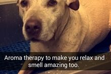 Hannah, cadela, animal, morte, doente, EUA