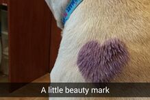 Hannah, cadela, animal, morte, doente, EUA