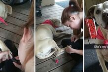 Hannah, cadela, animal, morte, doente, EUA