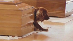 Cão de vítima do sismo de Itália não abandona caixão
