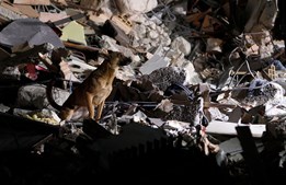 Cão inspeciona os destroços de um edifício em Amatrice depois do simo