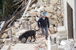 Cão fareja os escombros à procura de sobreviventes