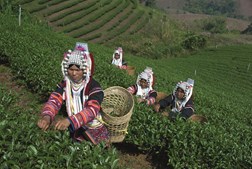 Mulheres das  tribos das montanhas colhem folhas de chá em Doi Mae Salong
