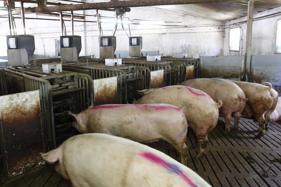 suinicultura, porcos