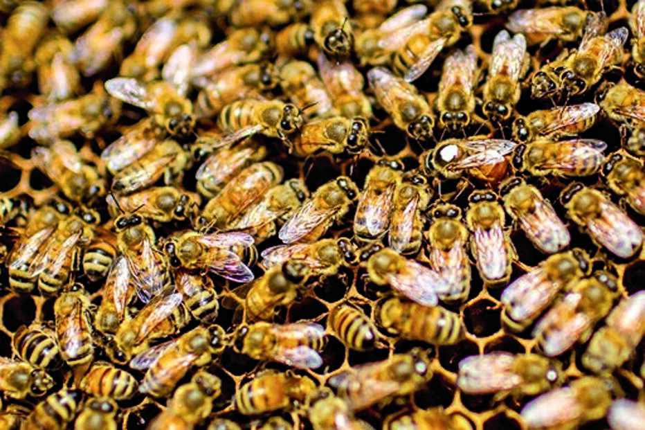 Oklahoma, abelhas, EUA, vendas