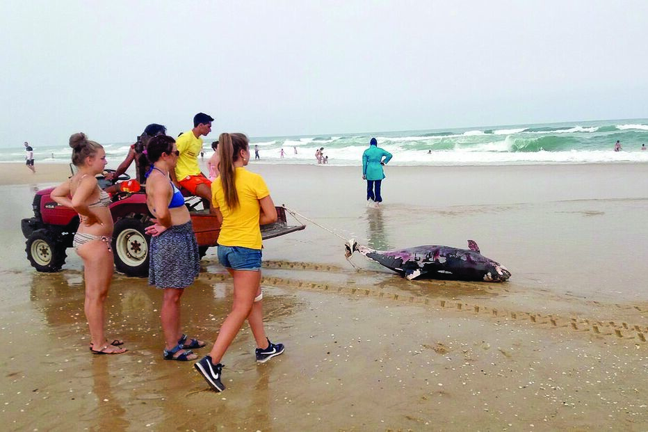 animais, ambiente, interesse humano, golfinhos, baleias, tartarugas