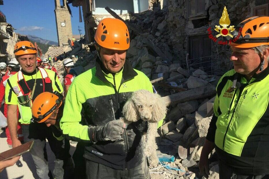 Itália, Lisboa, Norcia, Richter, Roma, cão, salvamento, terramoto, sismo, soterrado