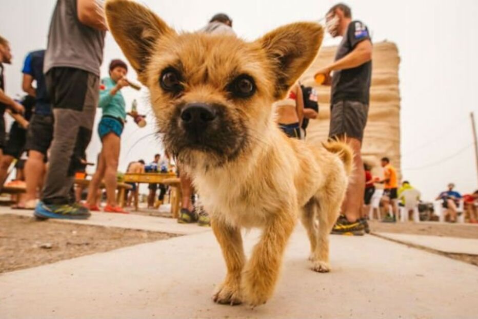 Dion Leonard, China, ultramaratona, Gobi