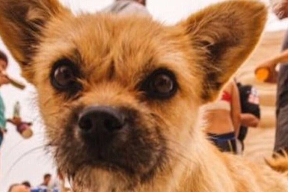 Dion Leonard, China, ultramaratona, Gobi