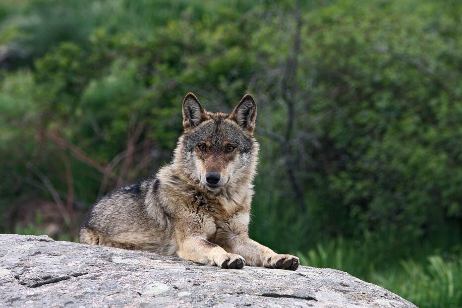 lobo ibérico