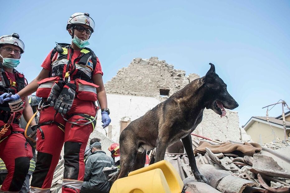 Itália, cães, sismo, procura, sobreviventes