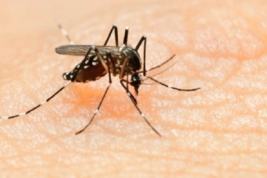 mosquito, zika, aedes