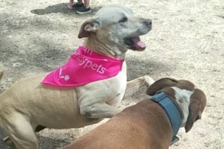 Hannah, cadela, animal, morte, doente, EUA