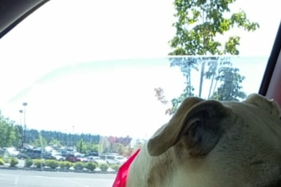 Hannah, cadela, animal, morte, doente, EUA