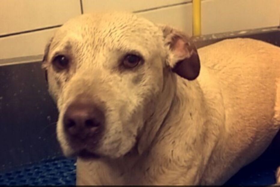 Hannah, cadela, animal, morte, doente, EUA