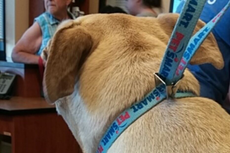 Hannah, cadela, animal, morte, doente, EUA