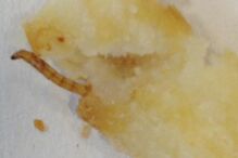 05-09-2016_10_02_29 chip2.jpg