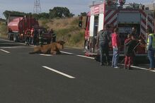 14-09-2016_11_24_01 showimage.jpg