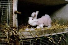 Angorá, Coelhos, Pelo, Vídeo, cativeiro, França, Lã, Dor, Animais