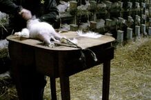 Angorá, Coelhos, Pelo, Vídeo, cativeiro, França, Lã, Dor, Animais