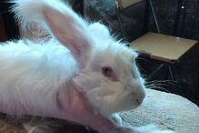 Angorá, Coelhos, Pelo, Vídeo, cativeiro, França, Lã, Dor, Animais