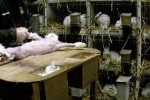 Angorá, Coelhos, Pelo, Vídeo, cativeiro, França, Lã, Dor, Animais