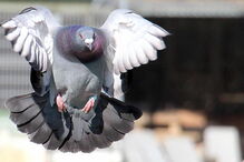 Pombos, Animais, Aves, Long Island, EUA