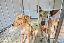 cães, animais, dono, fogo, incêndio, adopção