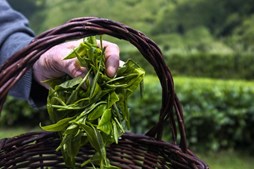 Funcionários recolhem folhas na única plantação de chá branco, variante Índia, nas Sete Cidades, ilha de São Miguel, Açores