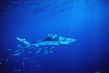 Tubarão avistado na praia da Foz do Arelho nas Caldas da Rainha