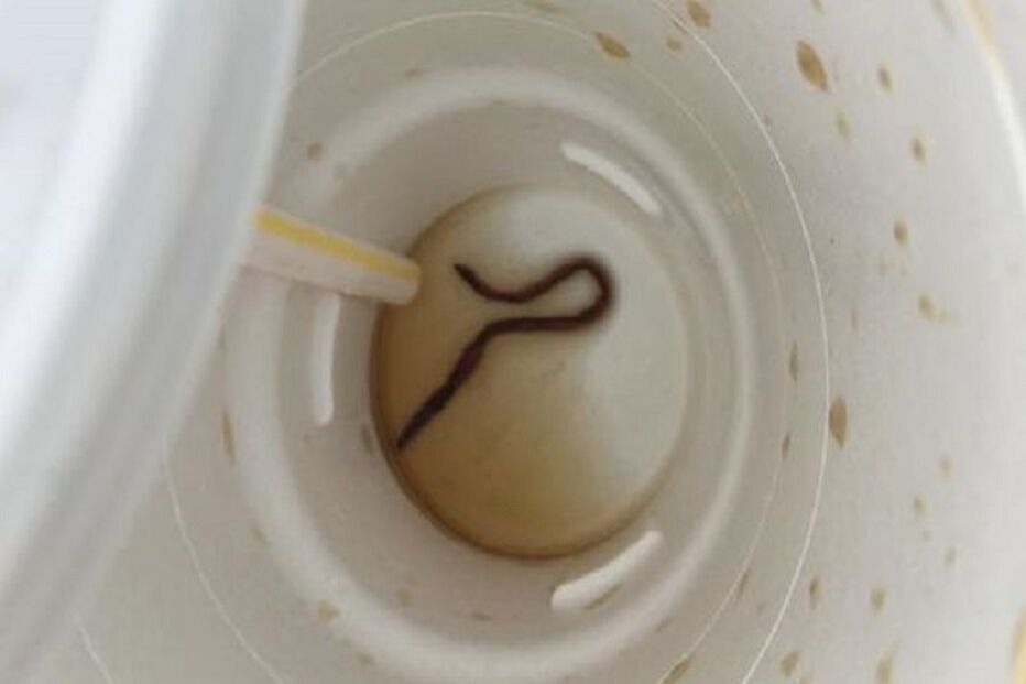 01-09-2016_09_22_10 minhoca.jpg