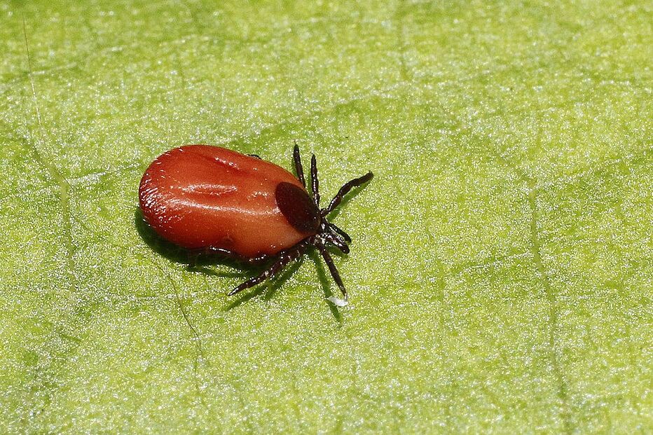 Madrid, Hospital Infanta Leonor, El País, Centro Nacional de Microbiologia, Europa Ocidental, questões sociais, morte, carraça