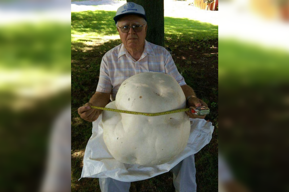 cogumelo, Woodstock, Don Smith, EUA, insólito