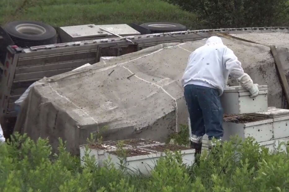 Kansas City, abelhas, acidente, EUA, insólito