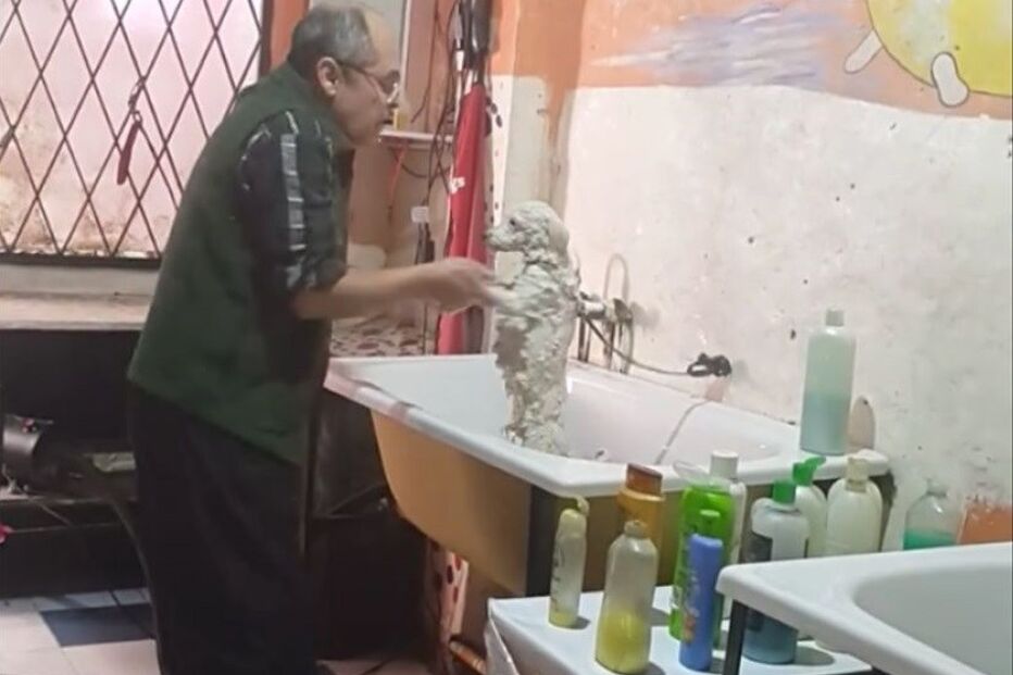 Argentina, Animais, Loja de Animais, Luis Antonio Caballero, Dança