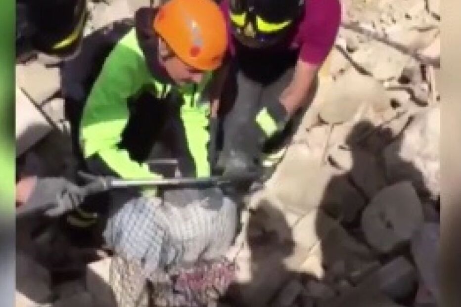 Gato, Sismo, Amatrice, Escombros, Bombeiros, Itália, Salvamento, Milagre