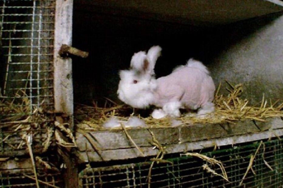 Angorá, Coelhos, Pelo, Vídeo, cativeiro, França, Lã, Dor, Animais