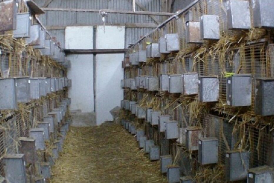 Angorá, Coelhos, Pelo, Vídeo, cativeiro, França, Lã, Dor, Animais