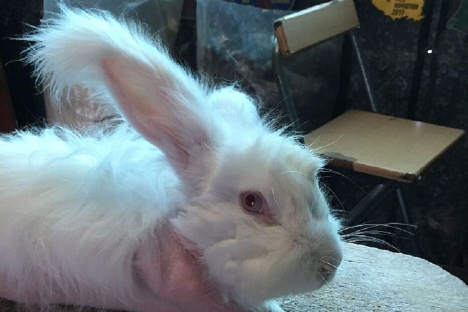 Angorá, Coelhos, Pelo, Vídeo, cativeiro, França, Lã, Dor, Animais