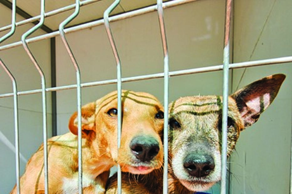 animais, resgate, incêndio, fogo, serra, Algarve, programa, autarquia